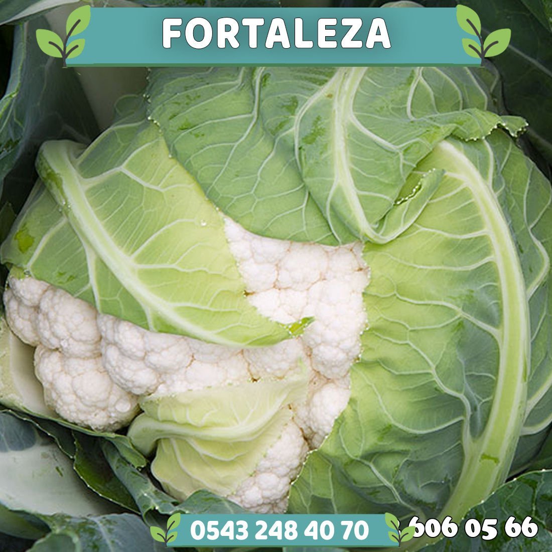 Fortaleza 80 Günlük Karnabahar Fidesi