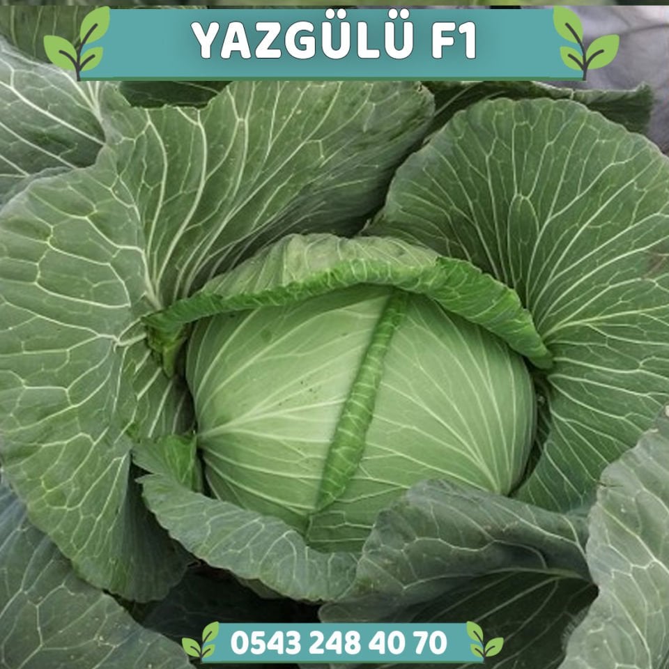 Yazgülü F1 80 Günlük Lahana Fidesi