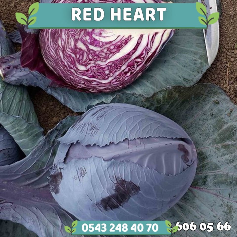 Red Heart Kırmızı Lahana Fidesi
