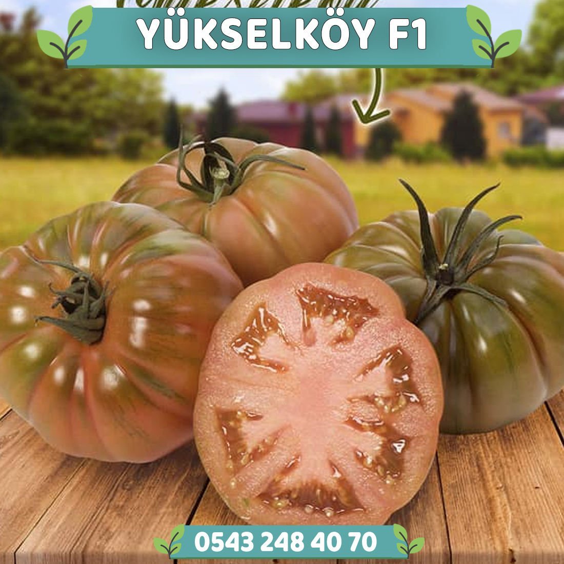 Yükselköy F1 Köy Domatesi Tohumu