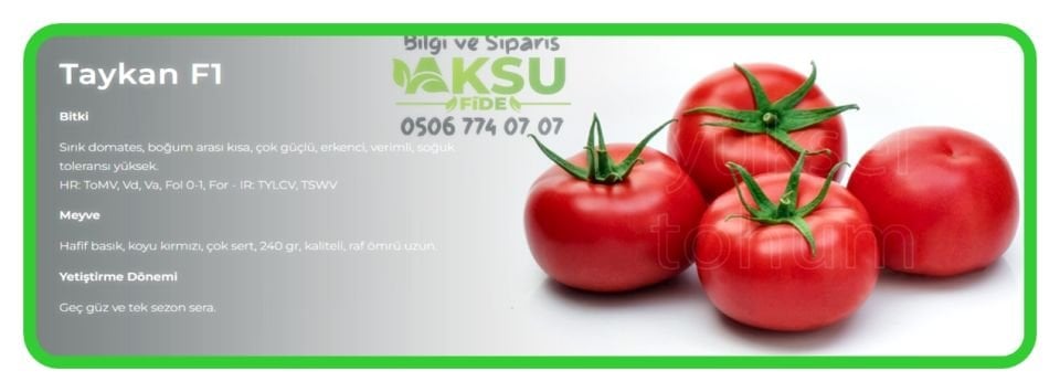 Taykan F1 Güzlük Tek Sezon Domates Fidesi