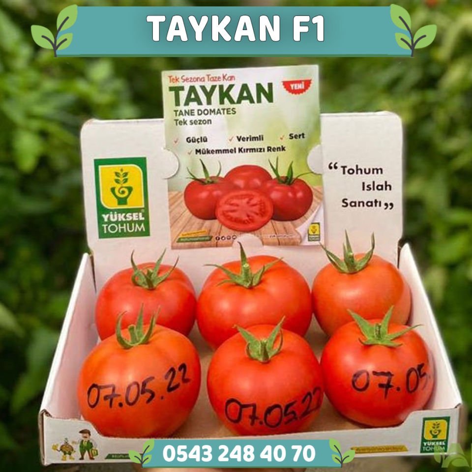Taykan F1 Güzlük Tek Sezon Domates Fidesi