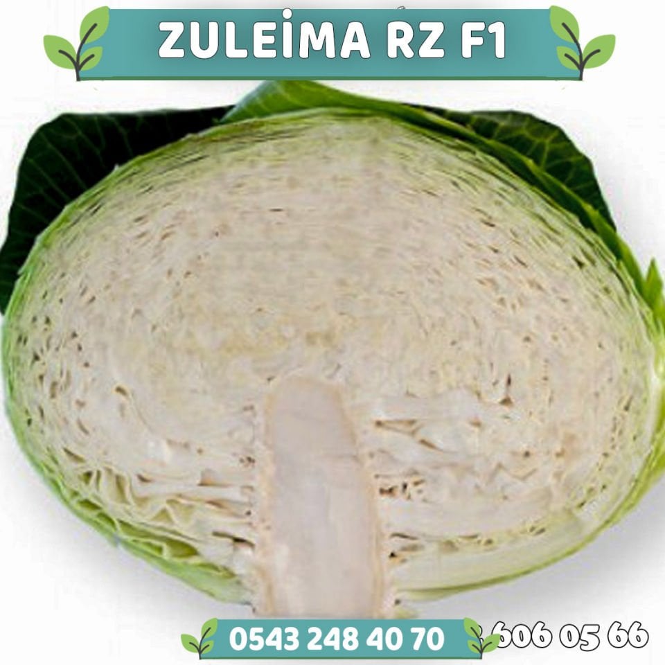 Zuleima Rz F1 110 Günlük Lahana Fidesi