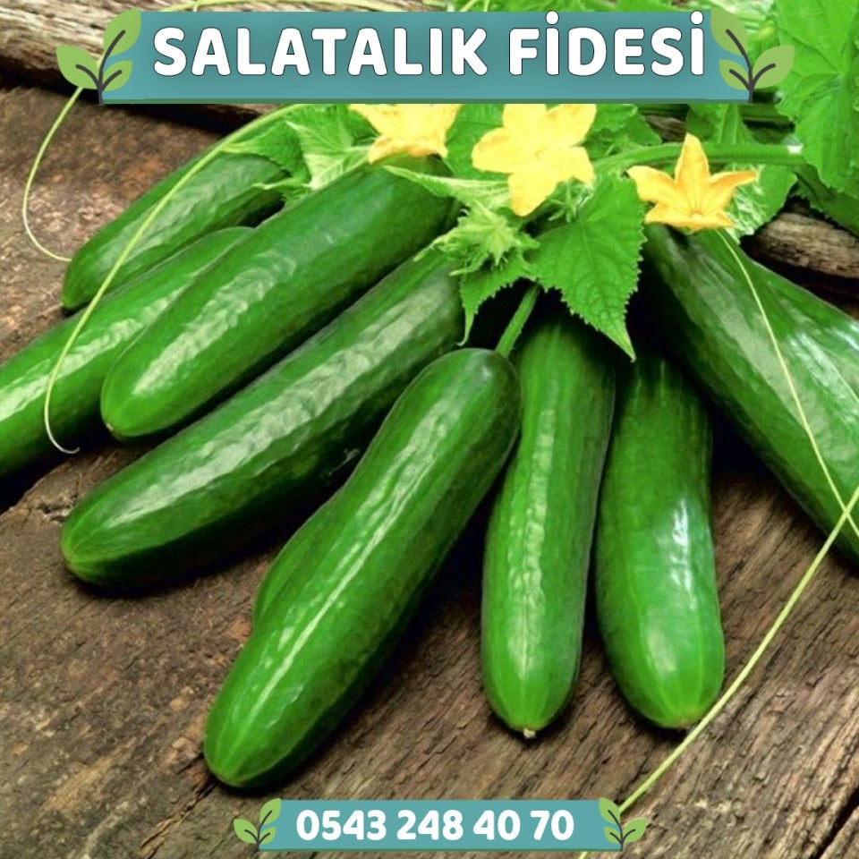 Salatalık Fidesi