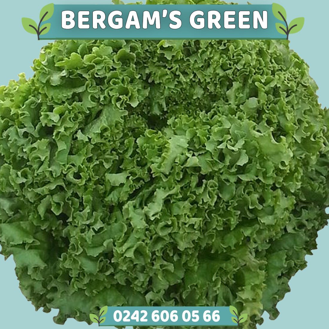 Bergam's Green Kıvırcık Marul Fidesi