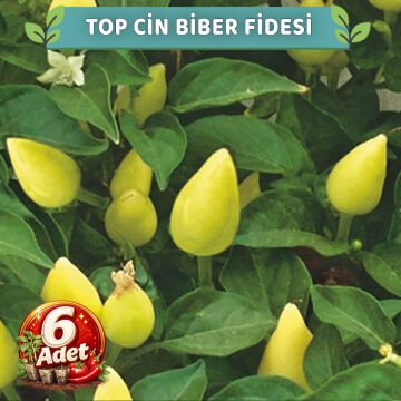 6 Adet Sarı Top Cin Biber Fidesi