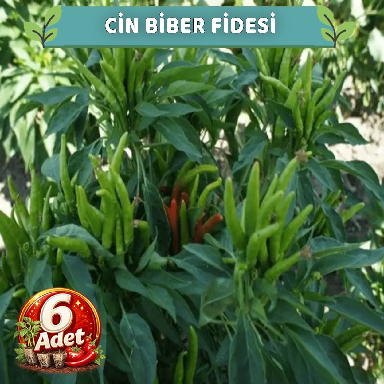6 Adet Yukarı Bakan Cin Biber Fidesi