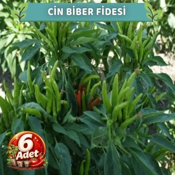 6 Adet Yukarı Bakan Cin Biber Fidesi