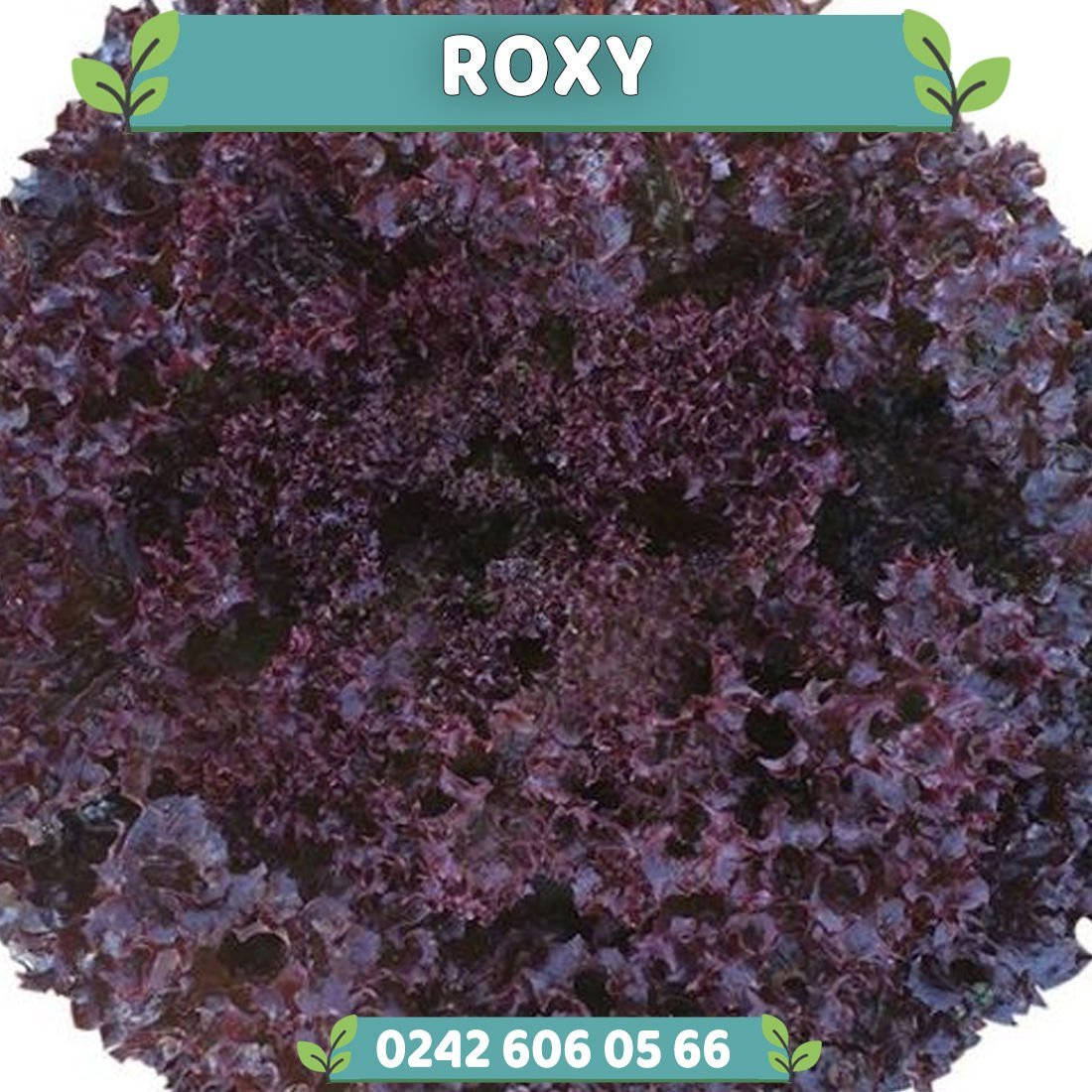 Azirka Kırmızı Kıvırcık Marul Fidesi