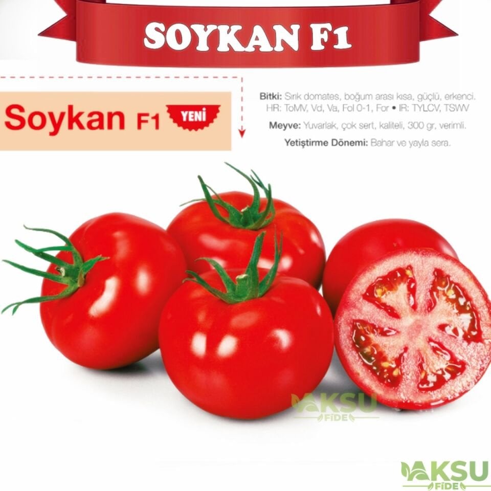 Soykan F1 - Tane Domates Fidesi