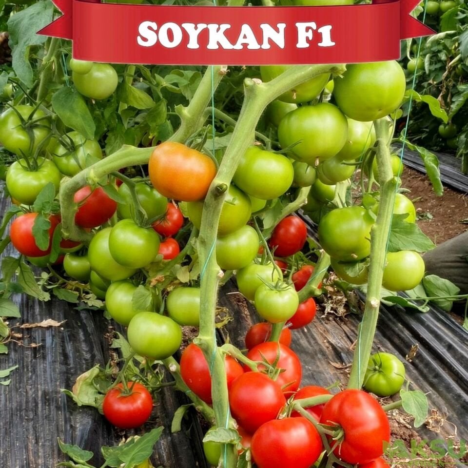 Soykan F1 - Tane Domates Fidesi