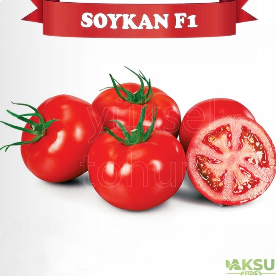 Soykan F1 - Tane Domates Fidesi