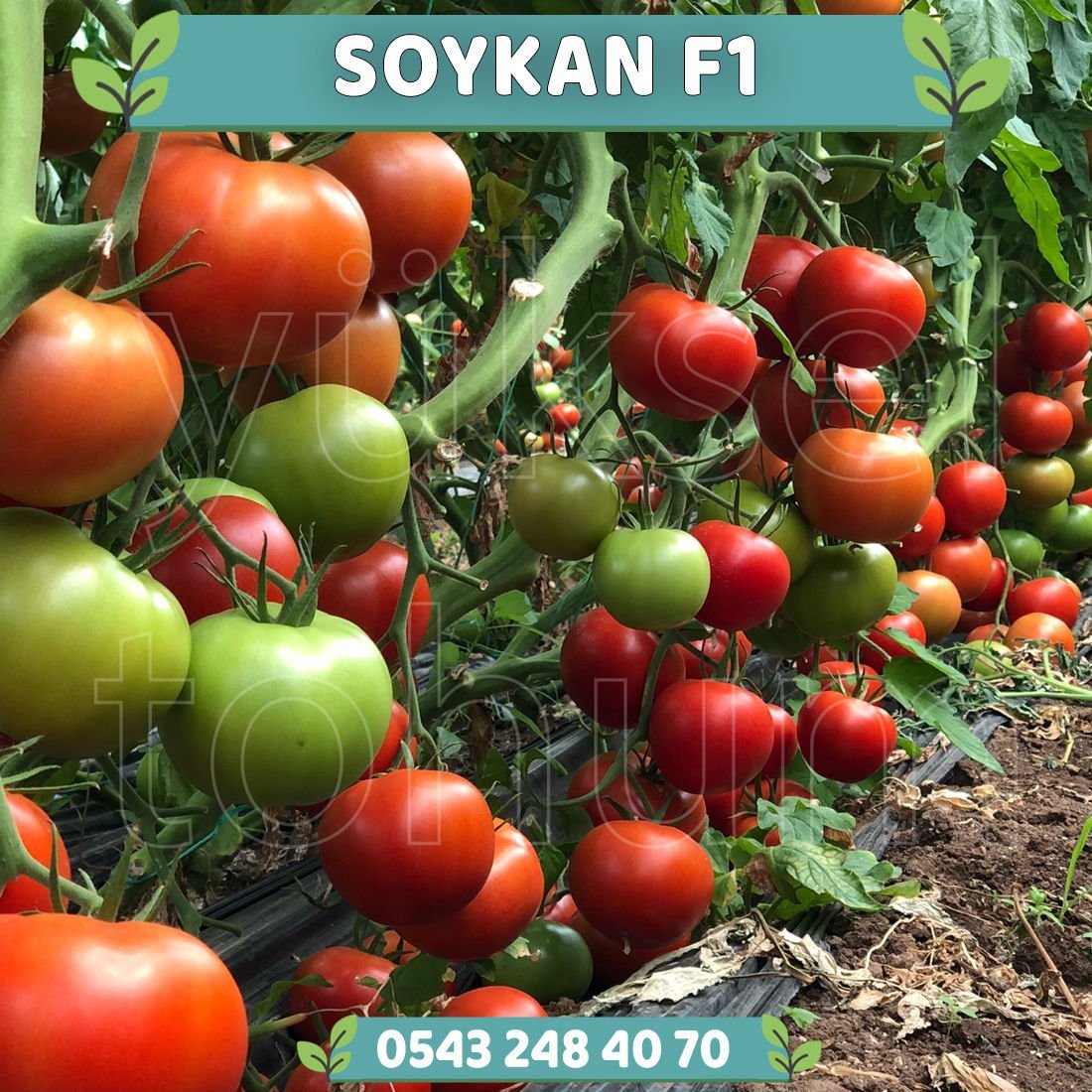 Soykan F1 - Tane Domates Fidesi