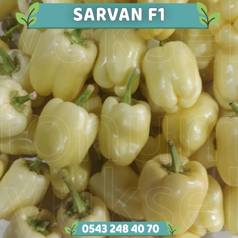 Sarvan F1  Elazığ Dolma Biber Fidesi