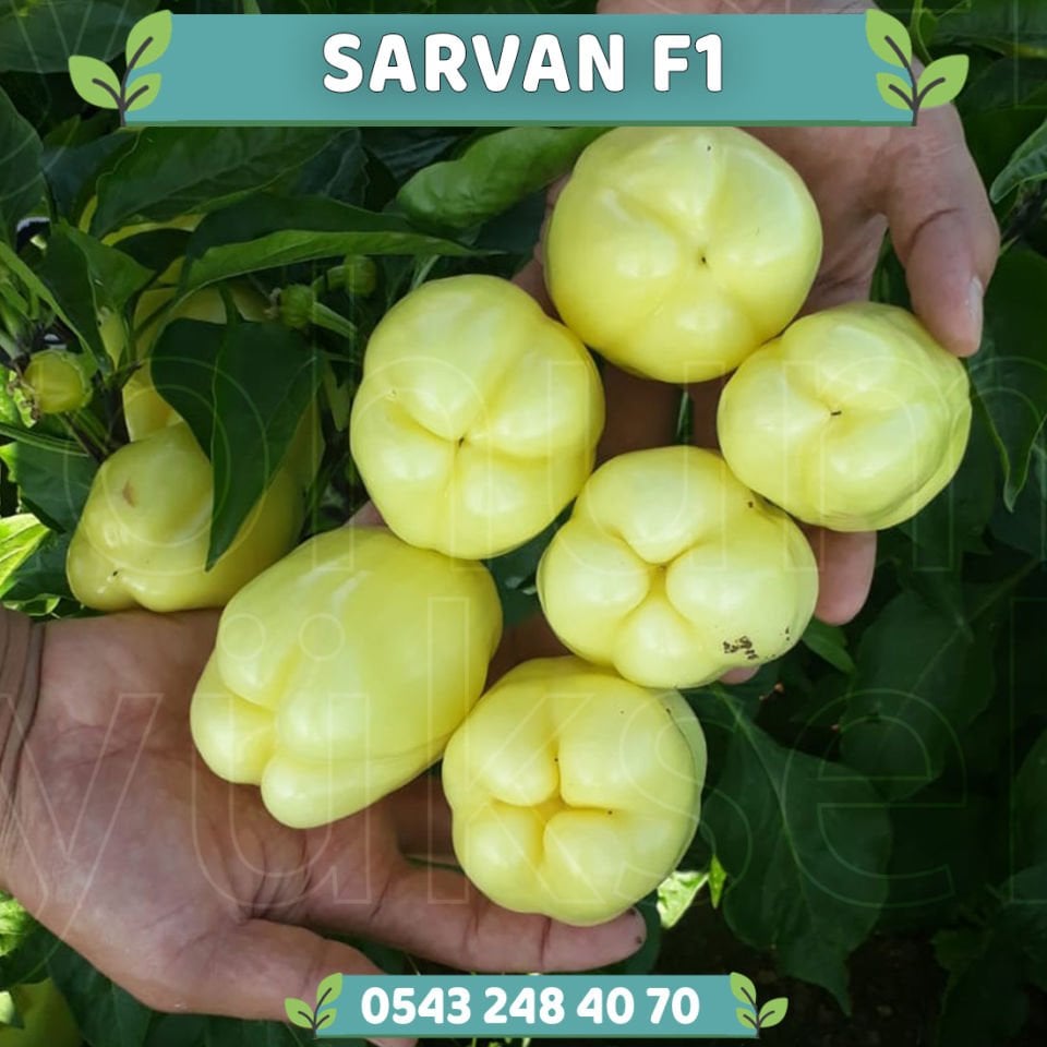 Sarvan F1 Sarı Elazığ Dolma Biber Tohumu