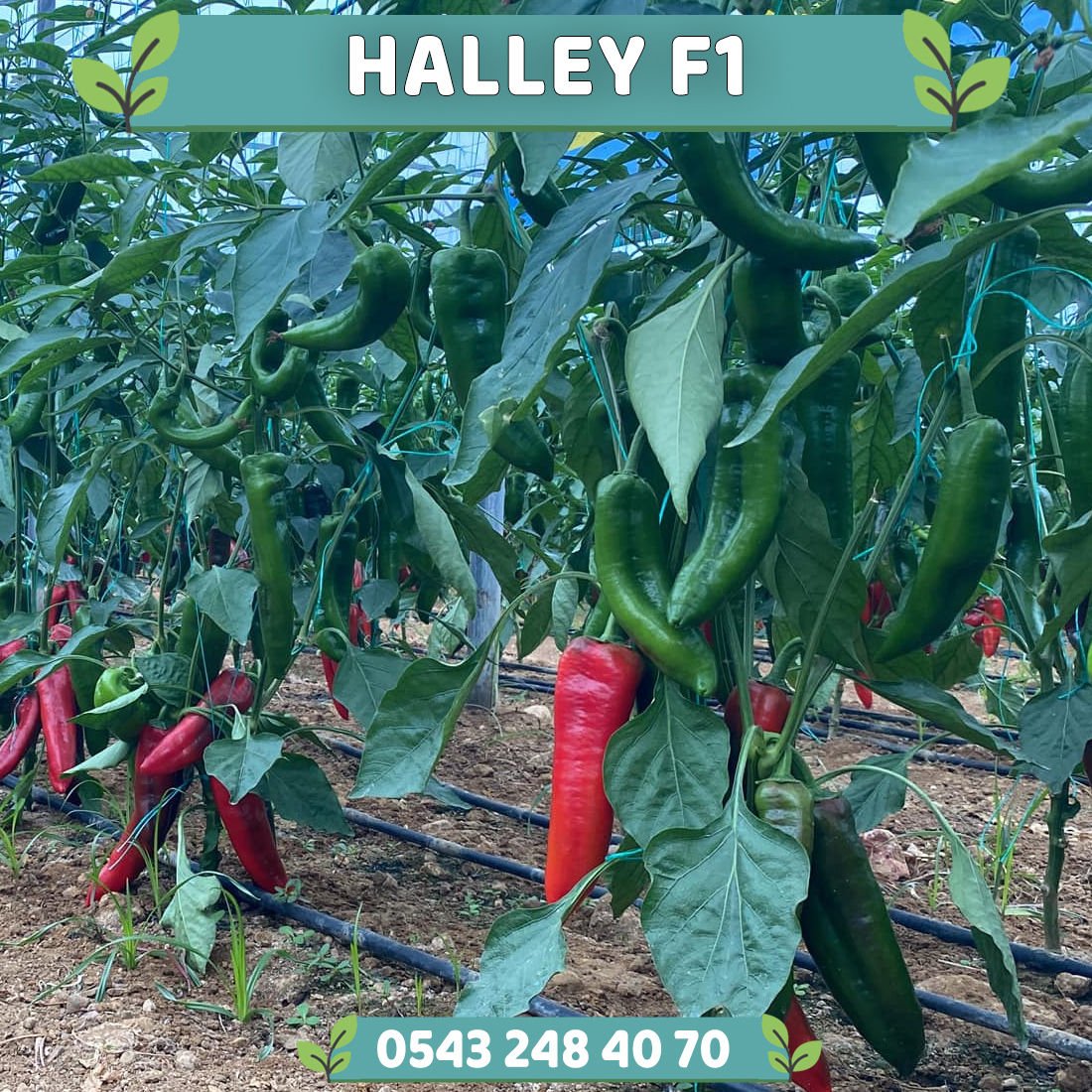 Halley F1 Kapya Biber Tohumu