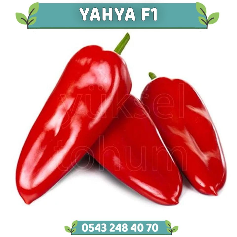 Yahya F1 Tatlı Tarla Kapya Biber Fidesi