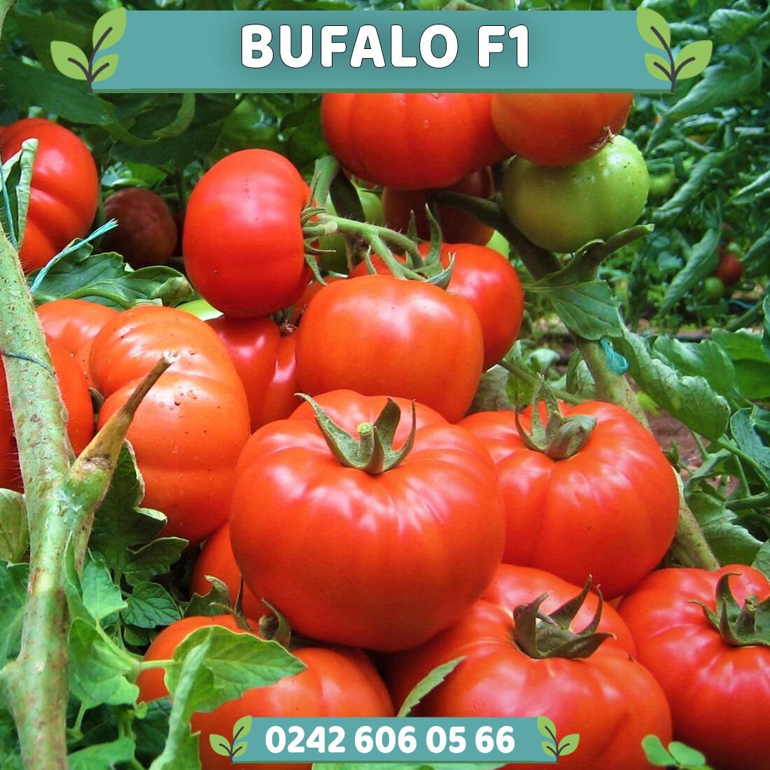 Bufalo F1 Beef Domates Tohumu