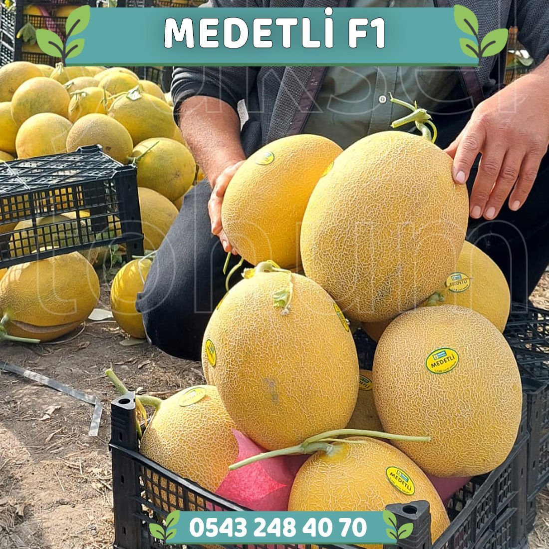 Medetli F1 Ananas Kavun Fidesi