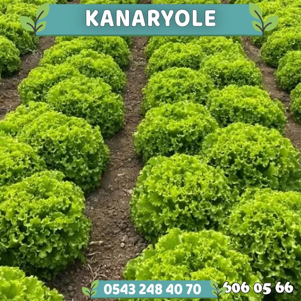 Kanaryole Kıvırcık Marul Fidesi