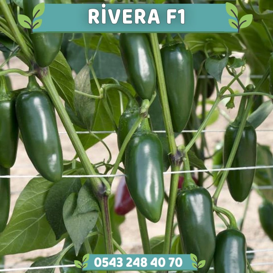 Rivera F1 Acı Jalapeno Biber Fidesi