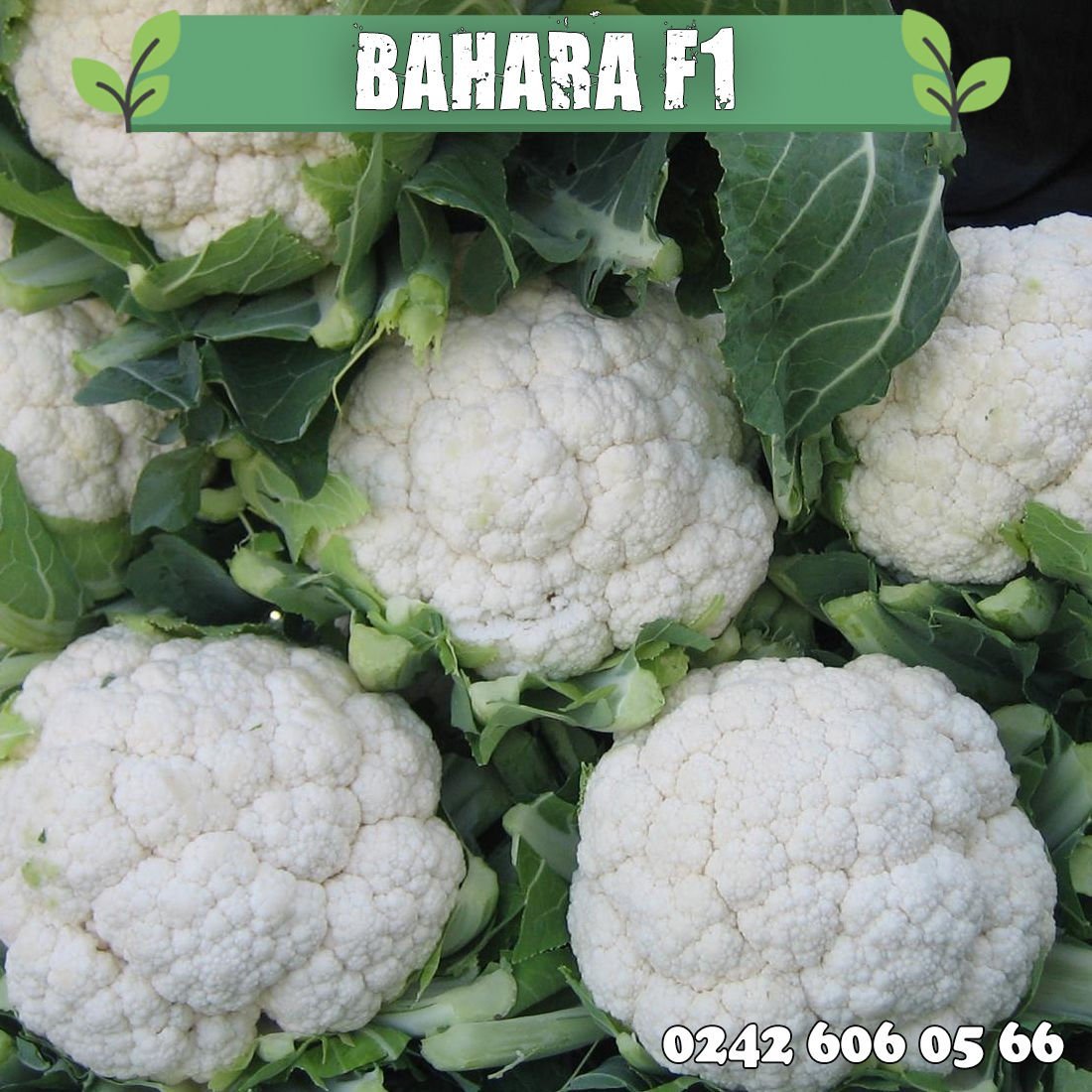 Bahara Karnabahar Tohumu 2.500 Adet