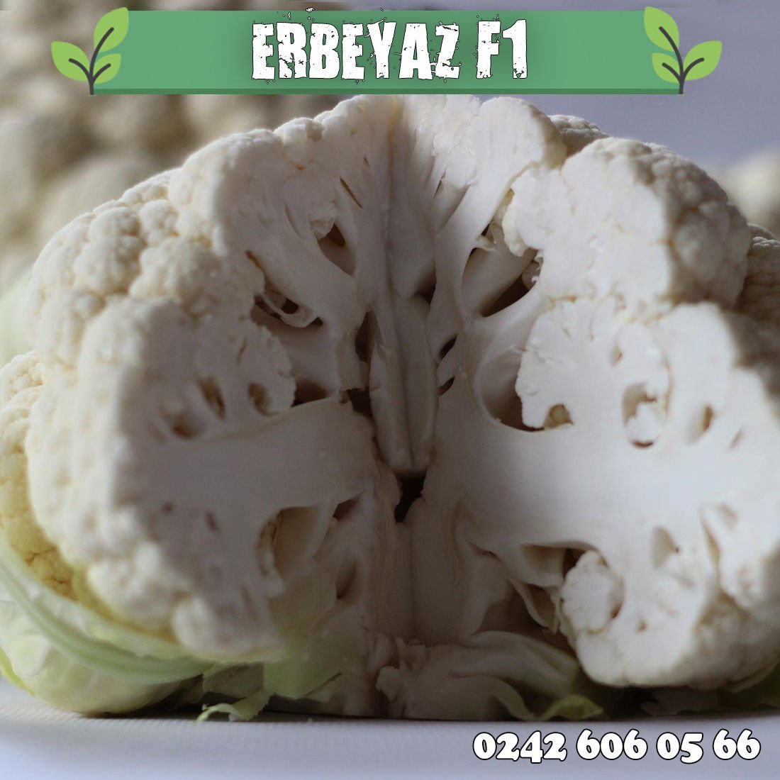 Erbeyaz F1 Kaliteli Karnabahar Tohumu 2.500 Adet