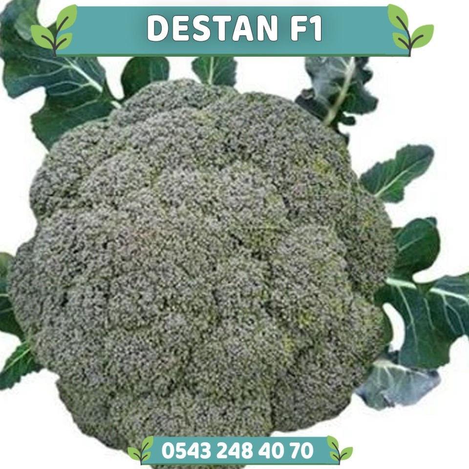 Destan F1 Çok Erkenci Brokoli Fidesi