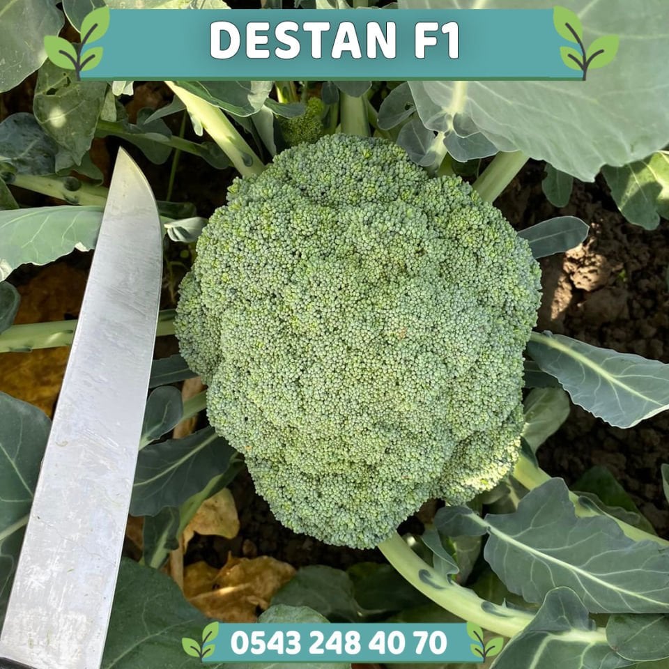 Destan F1 Çok Erkenci Brokoli Fidesi