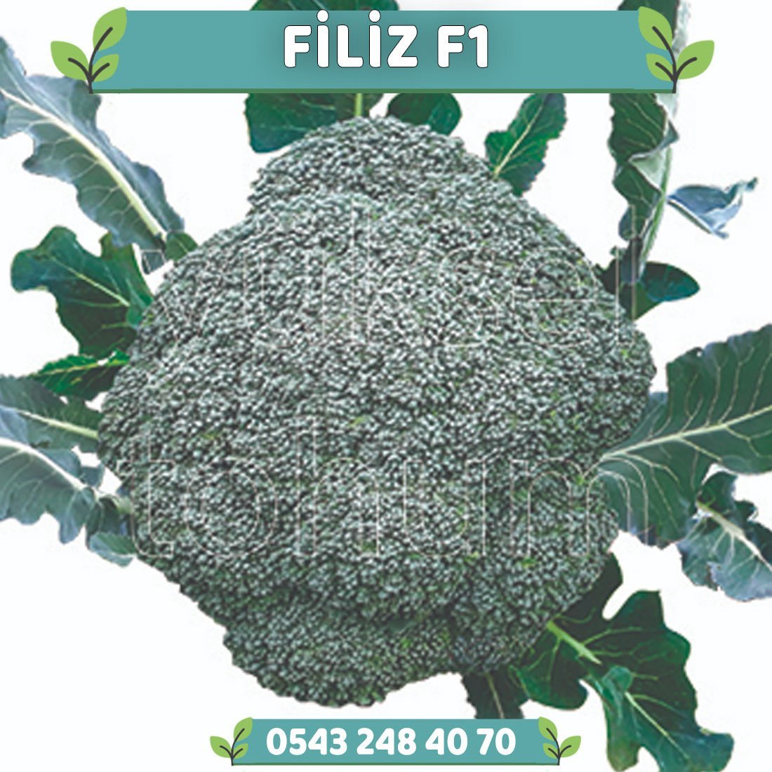 Filiz F1 Çok Erkenci Brokoli Fidesi