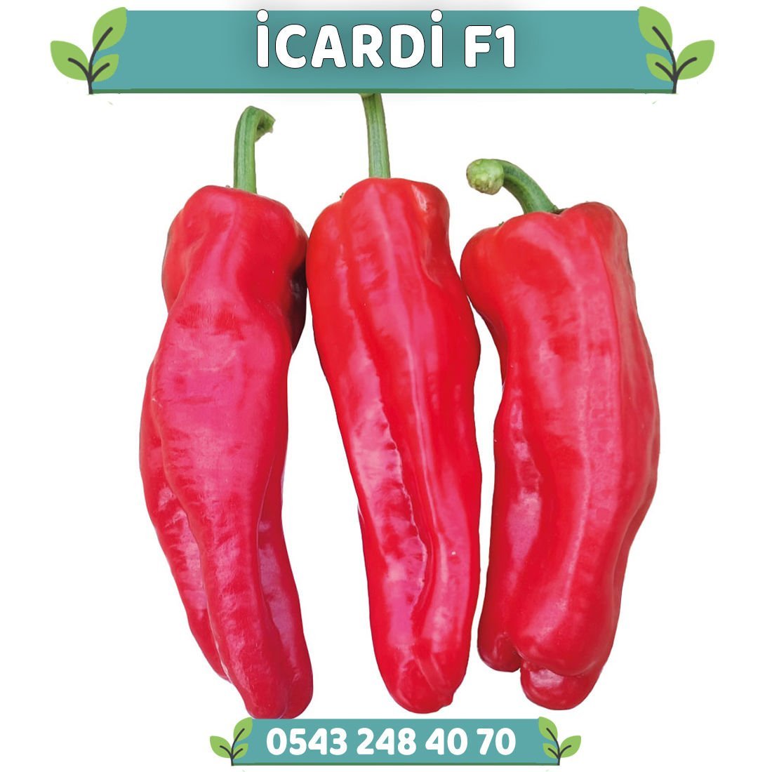 İcardi F1 Acı Üç Burun Biber Fidesi