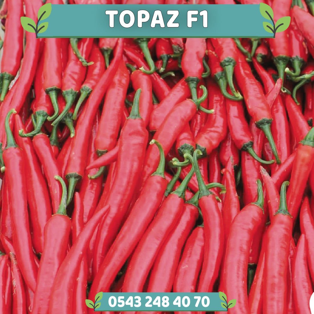 Topaz F1 Şili Biber Fidesi