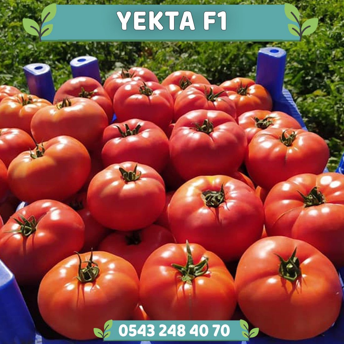 Yekta F1 Oturak Domates Fidesi