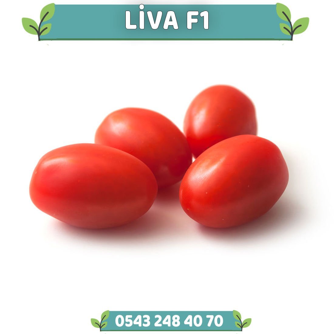 Liva F1 Sanayilik Domates Fidesi