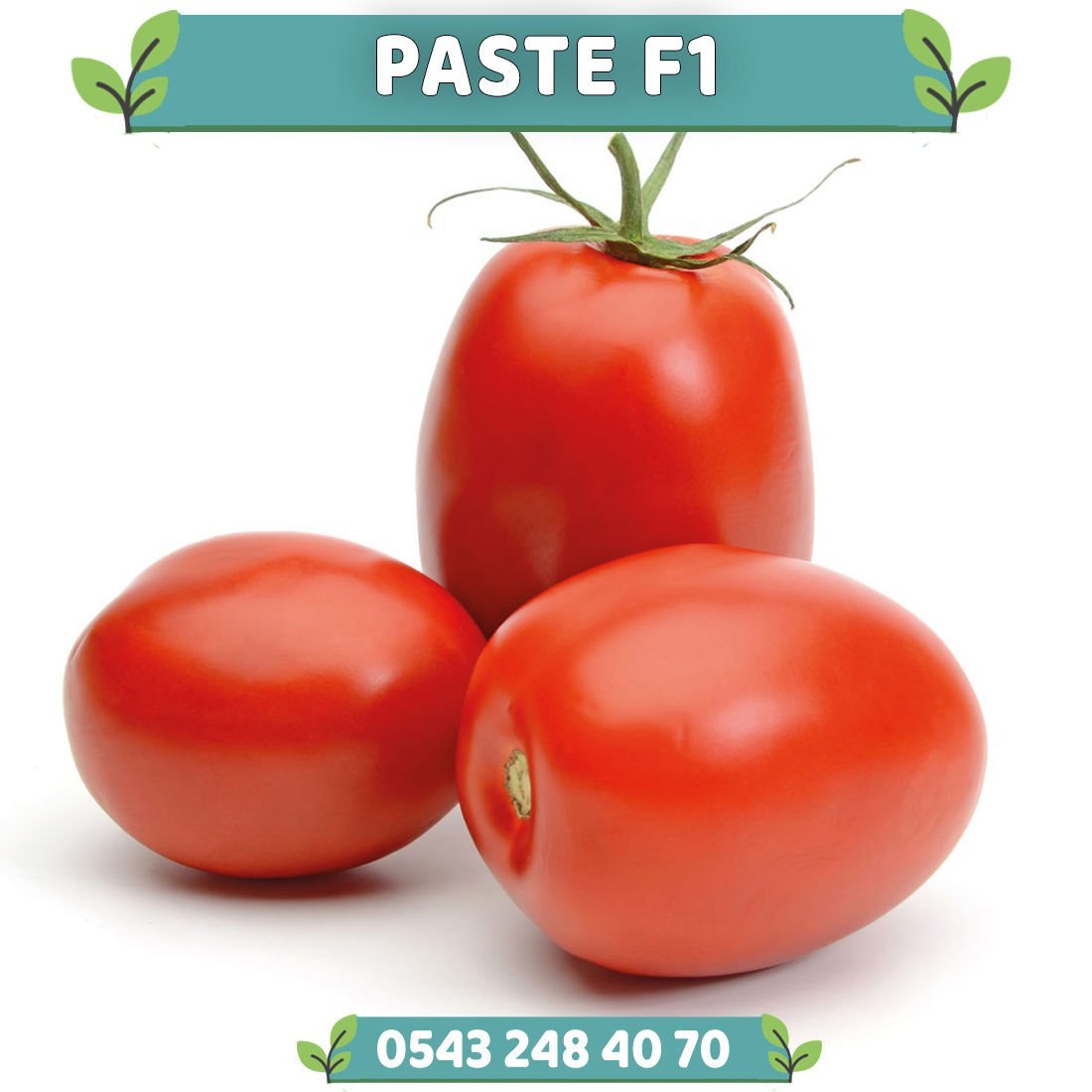 Paste F1 Oturak Salçalık Domates