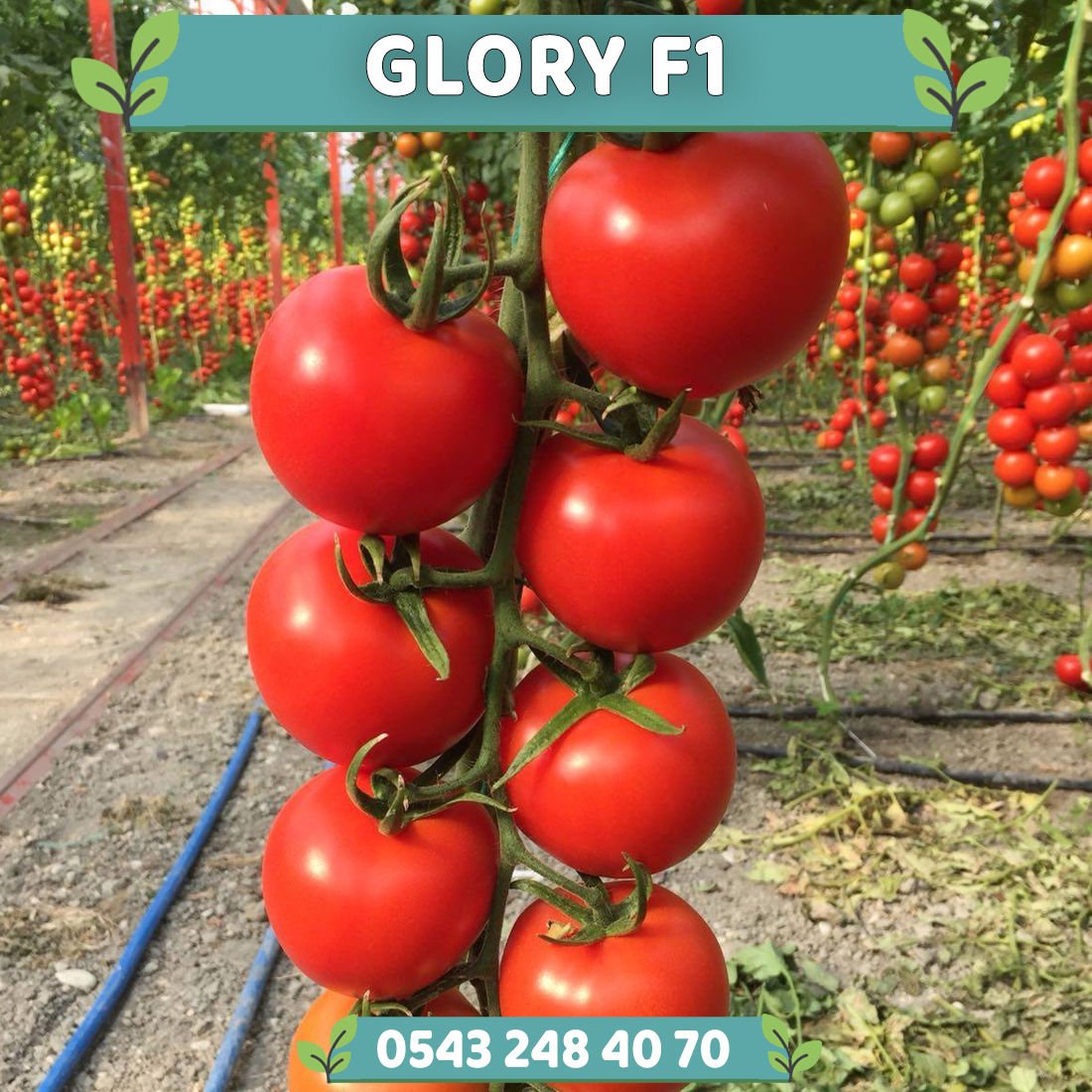 Glory F1 Sırık Salkım Domates Fidesi