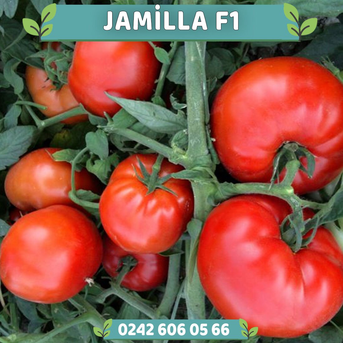 Jamilla F1 Oturak Domates Fidesi