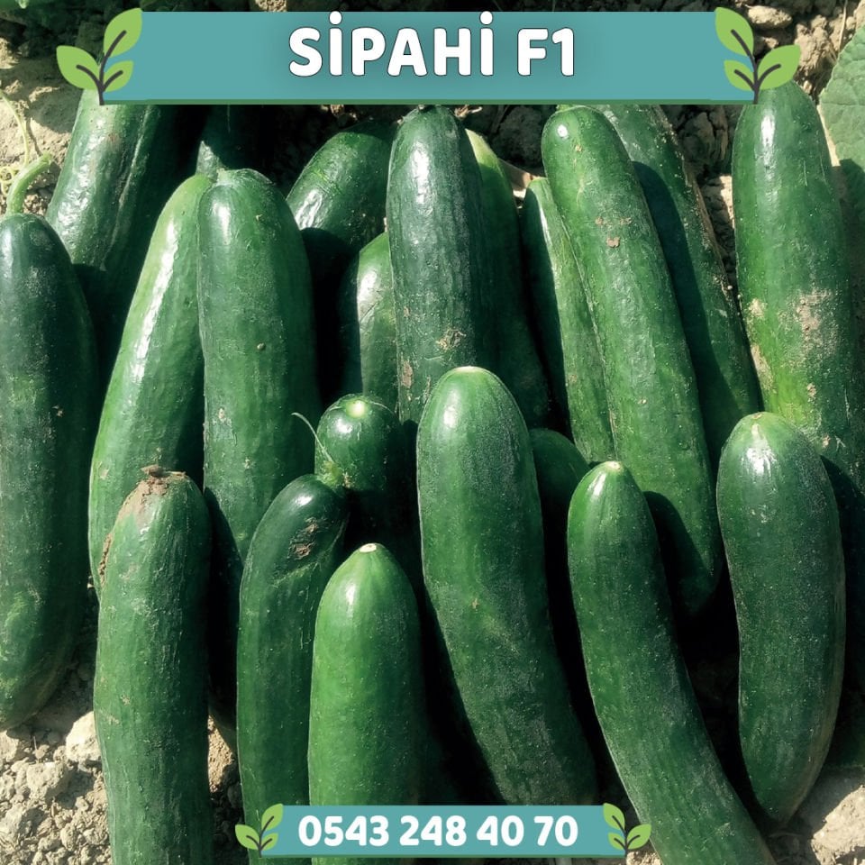 Sipahi F1 Tarla Hıyarı Fidesi