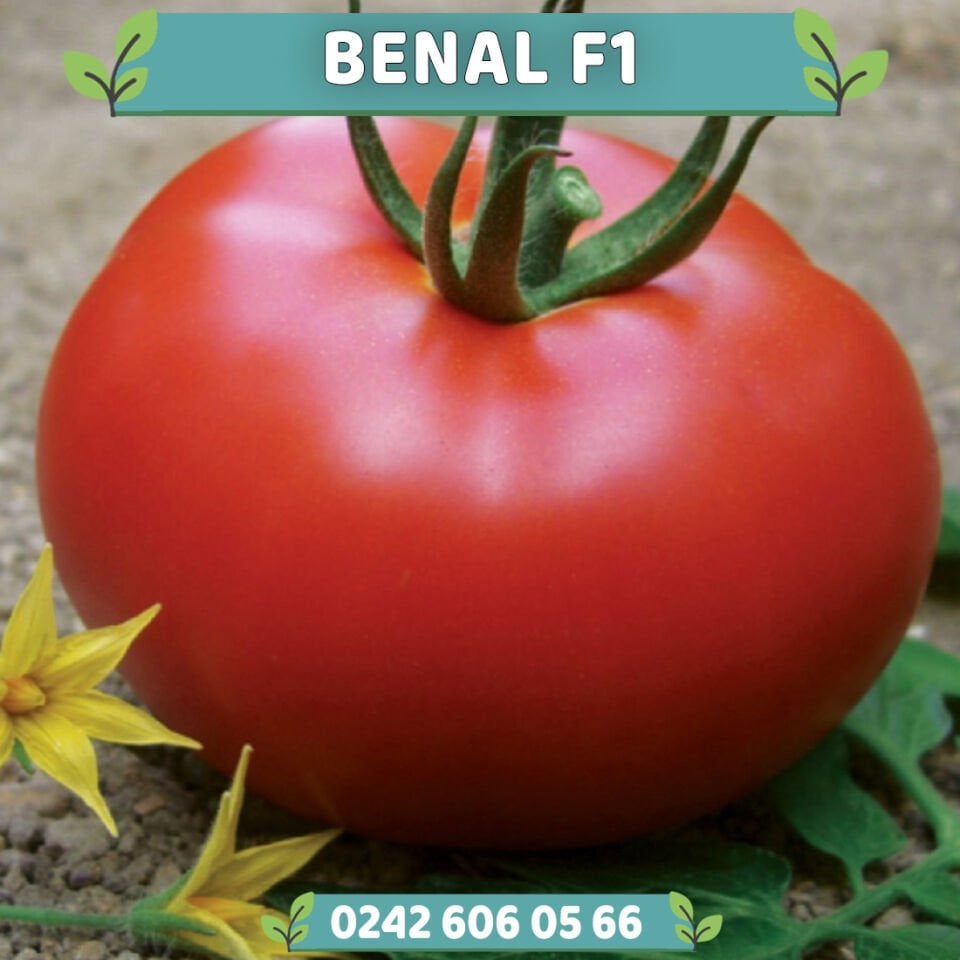 Benal F1 Oturak Domates Fidesi