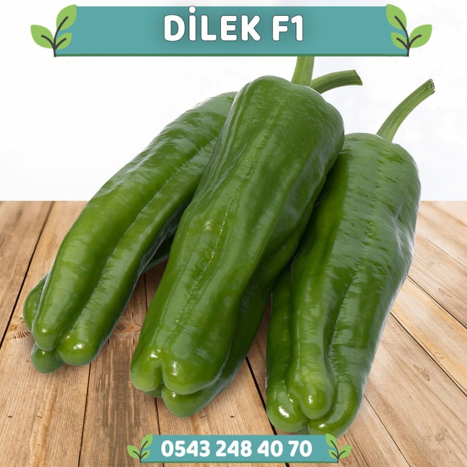 Dilek F1 Üçburun Biber Tohumu