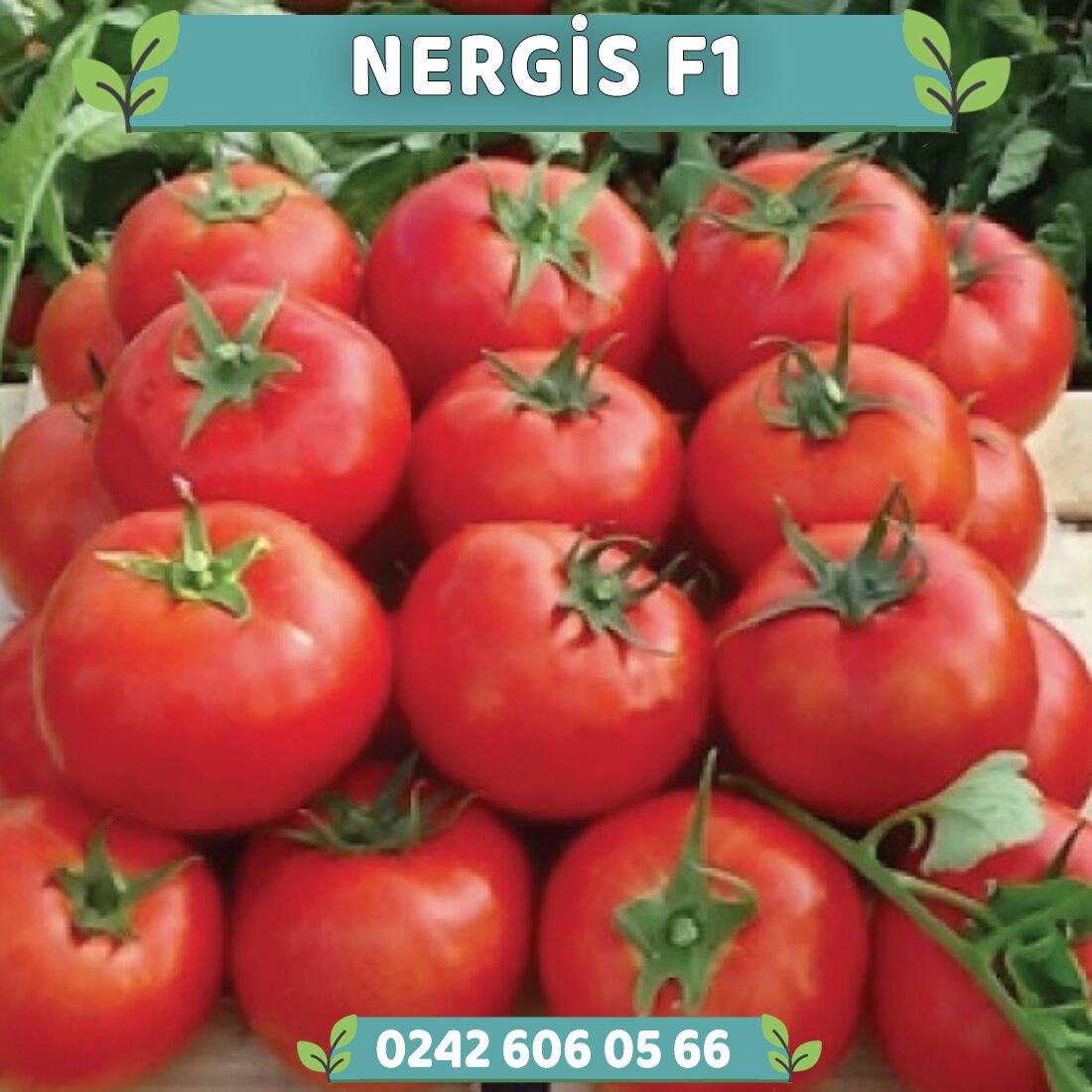 Nergis F1 Oturak Domates Fidesi