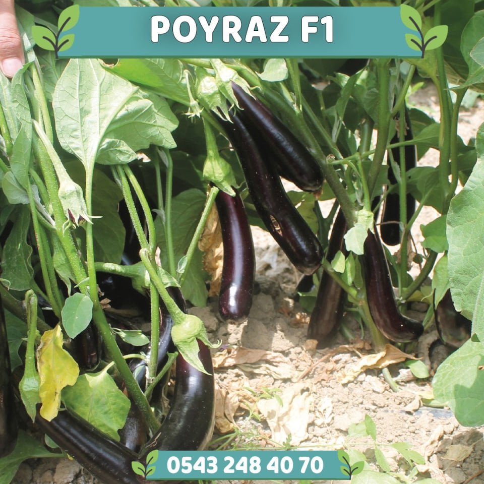 Poyraz F1 Siyah Patlıcan Fidesi