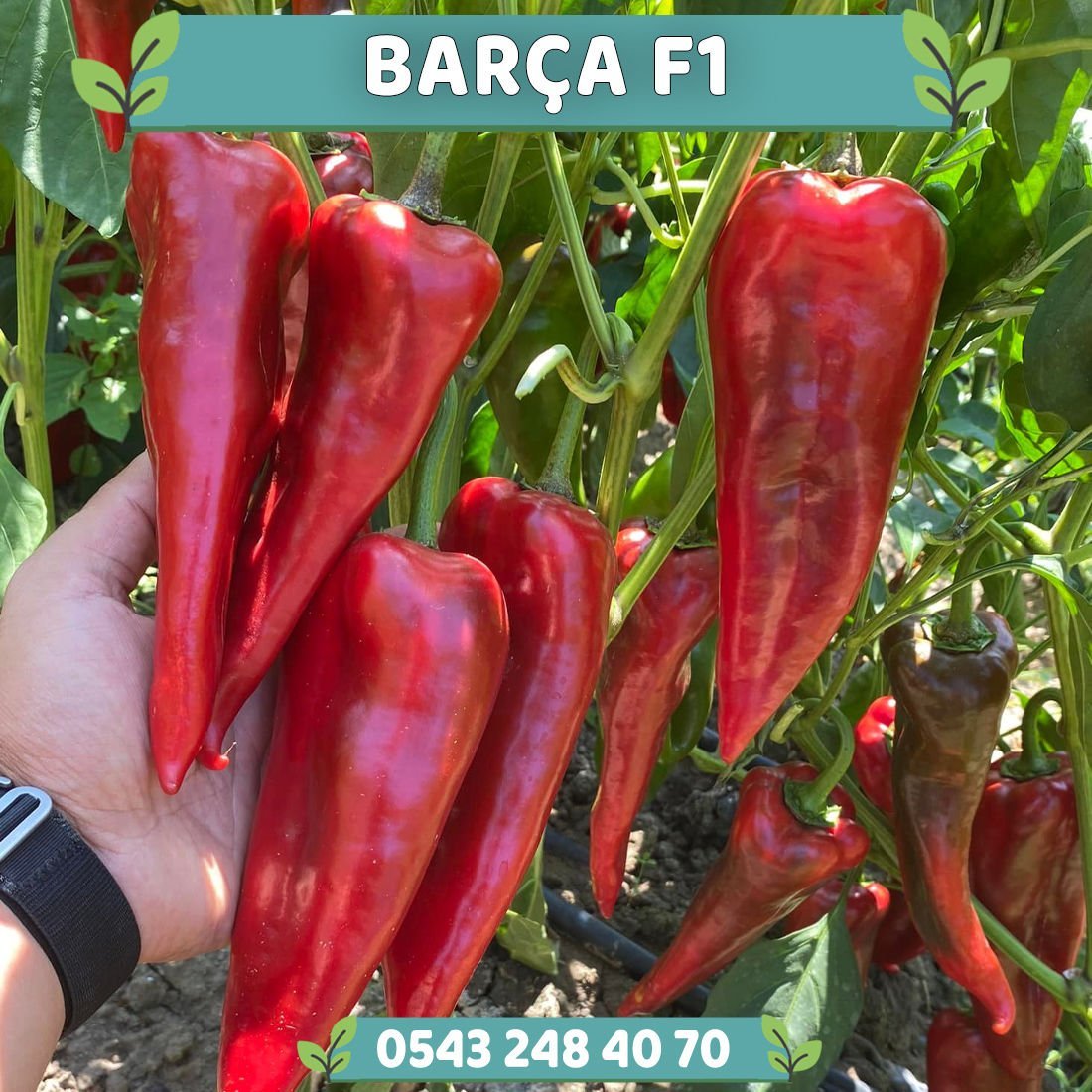 Barça F1 Kapya Biber Tohumu