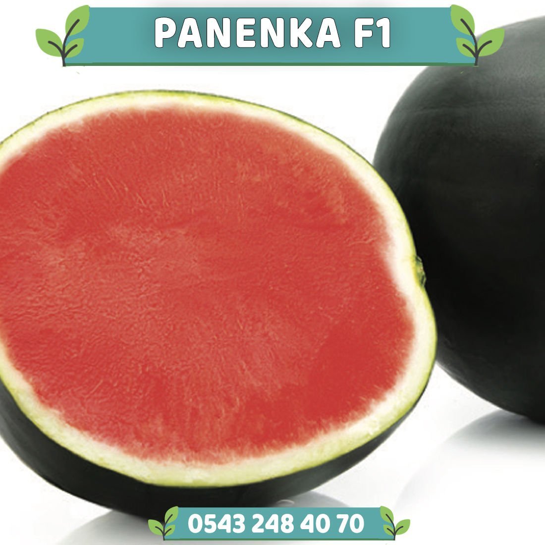 Panenka F1 Siyah Karpuz Fidesi