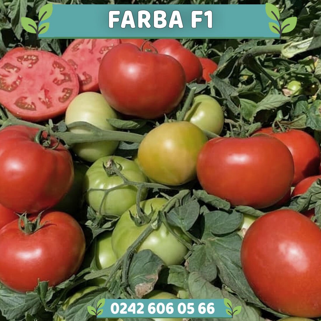 Farba F1 Oturak Domates Fidesi