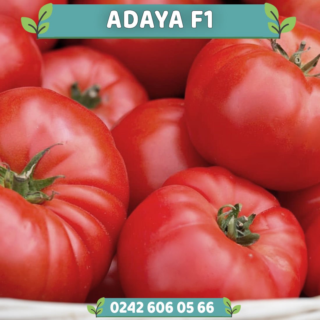 Adalya F1 Oturak Domates Fidesi