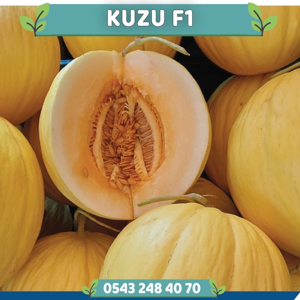 Kuzu F1 Sarı Tarla Kavunu Fidesi