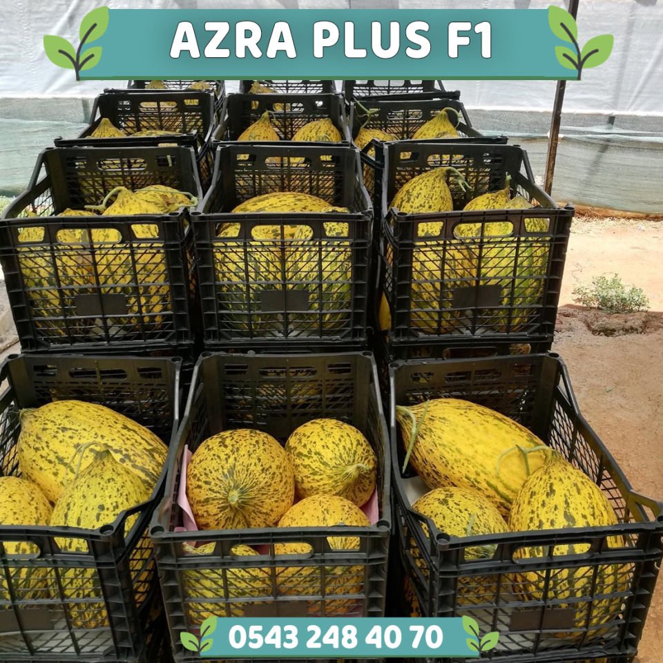 Azra Plus F1 Kırkağaç Kavun Fidesi