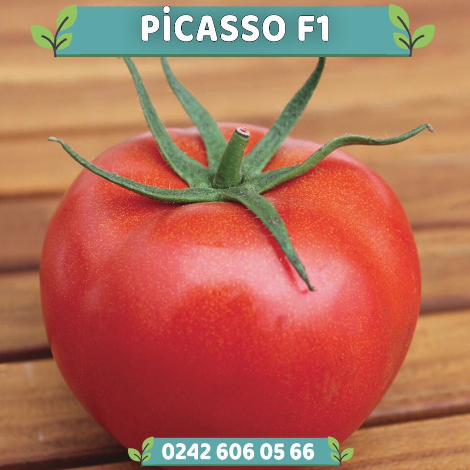 Picasso F1 Oturak Tane Domates Fidesi
