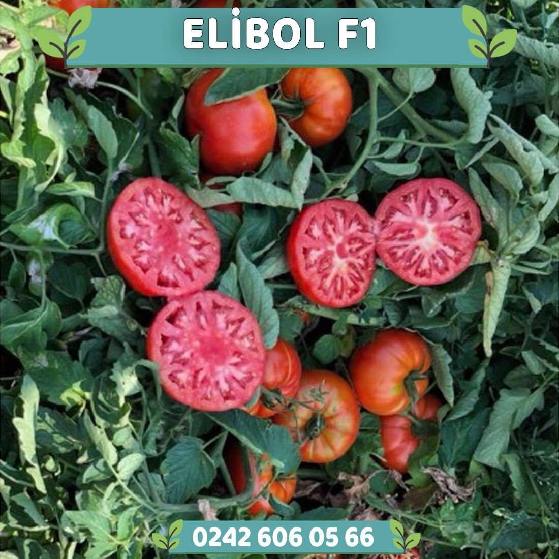 Elibol F1 Tarla Oturak Domates Fidesi